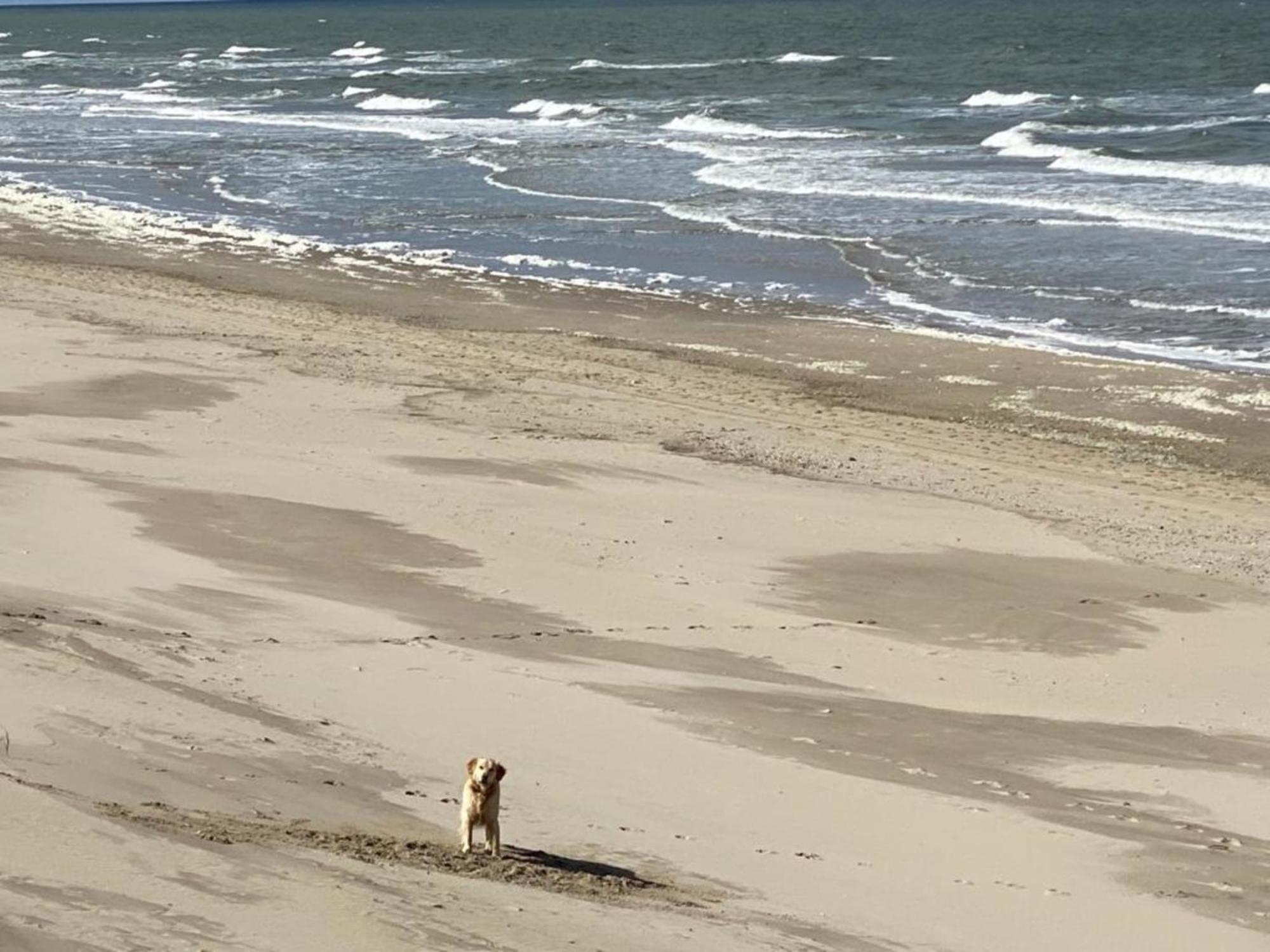 Natur Pur, O4 Neues Ferienhaus Natureingebunden, Familien- Und Hundefreundlich Eingezaeunt Callantsoog Ngoại thất bức ảnh